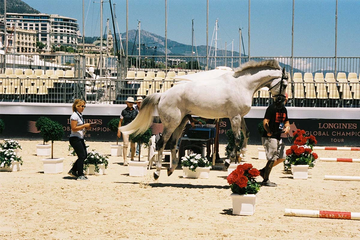 Photography Roman Goebel. A horse in Monaco