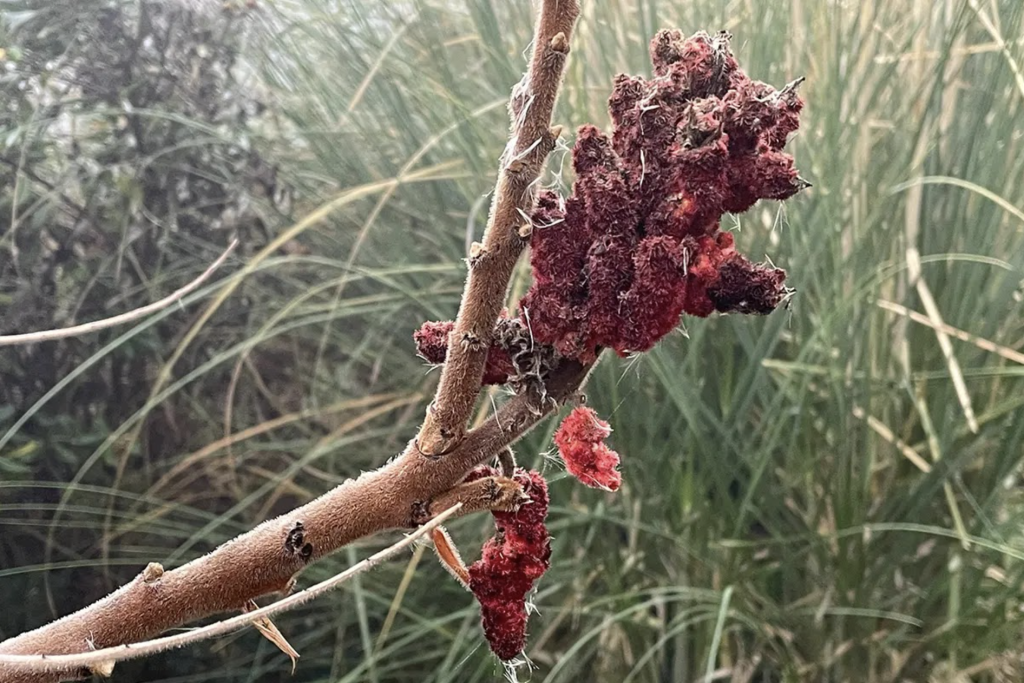 Colori a gennaio, il giardino, Lefay a Gargnano
