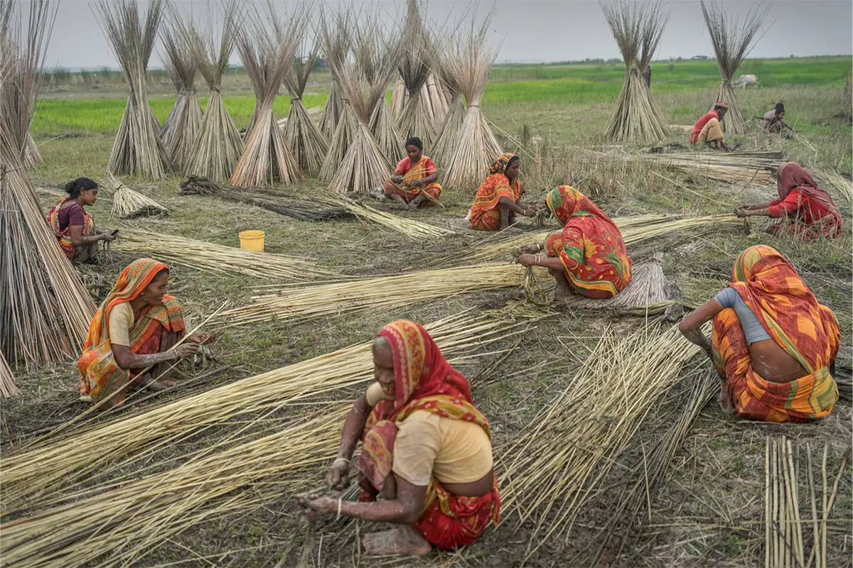Lampoon, Jute production is a labour intensive industry. West Bengal, Sujan Sarkar, Climate Visuals Countdown