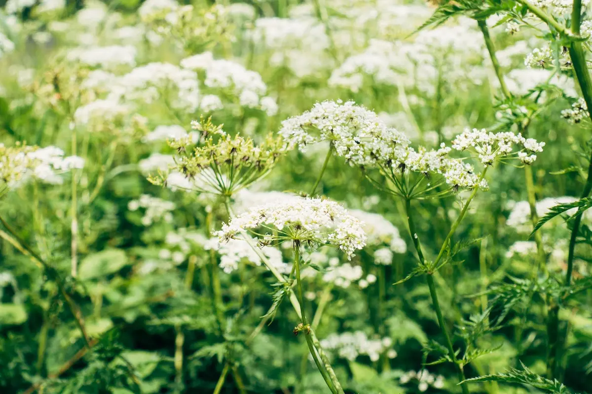 Piante di Achillea selvatica