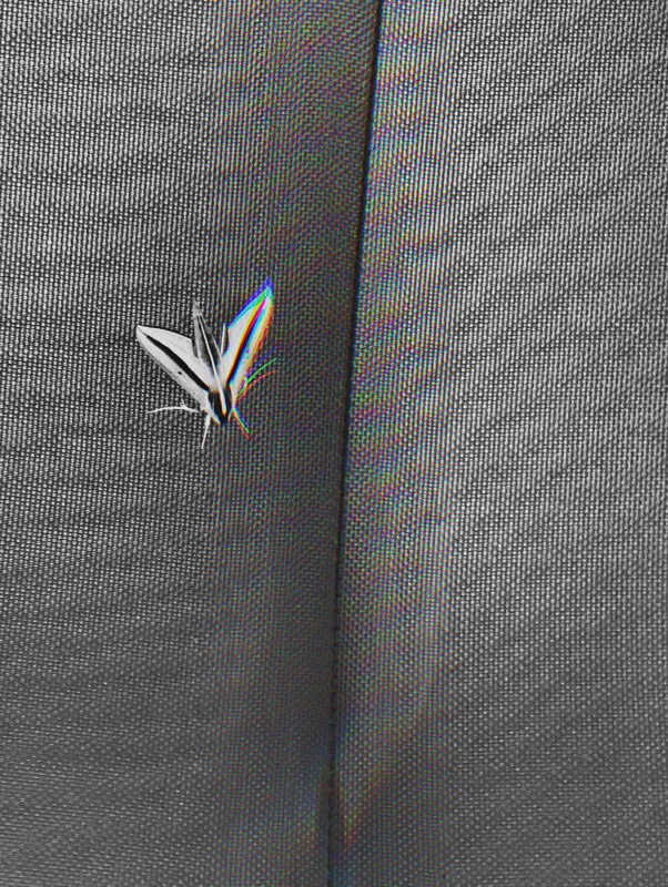 Artwork Elizaveta Litovka