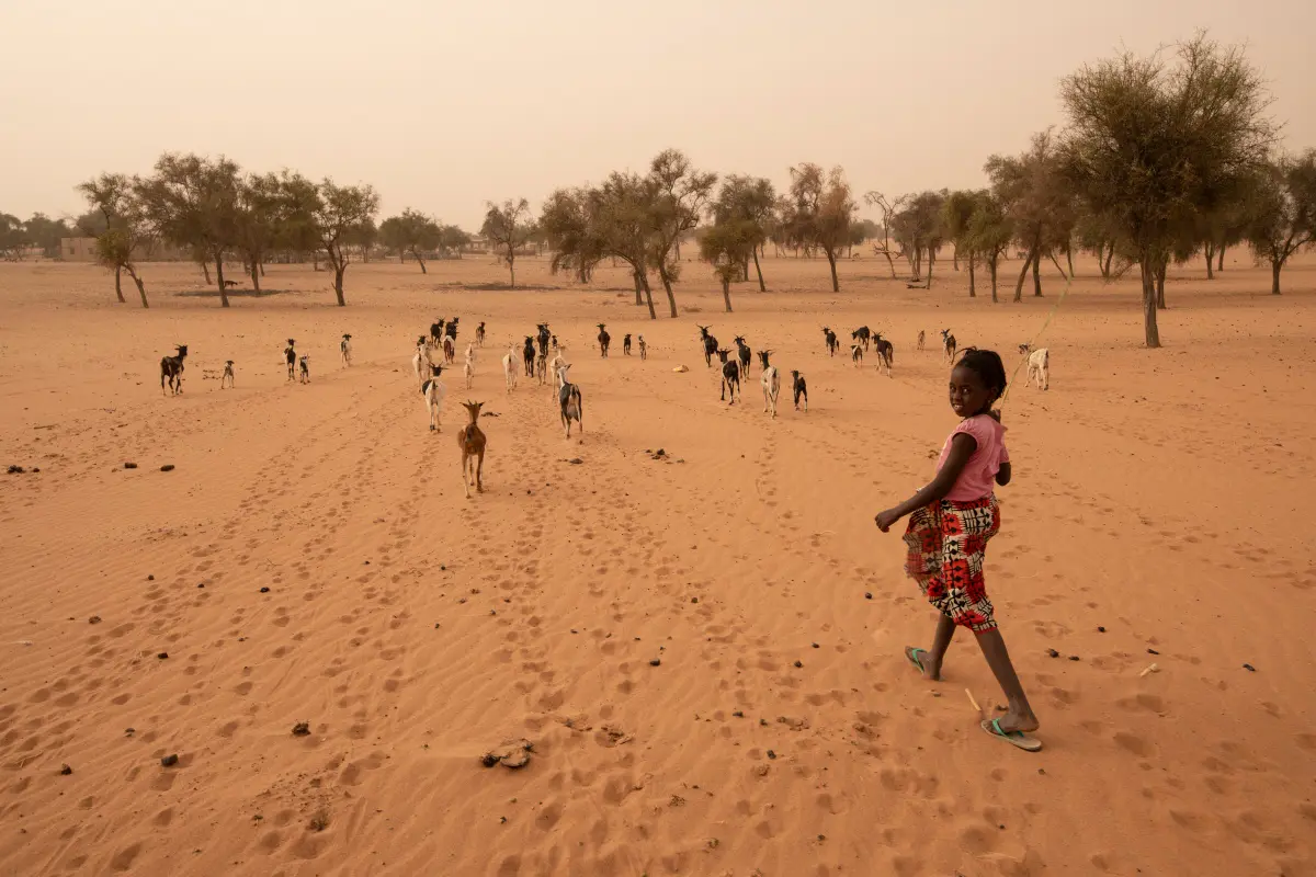 Lampoon, Koyli Alpha, Senegal Hawa Sow herds goats in what is now desert near the village of Koyli Alpha,Simon Townsley Panos Pictures