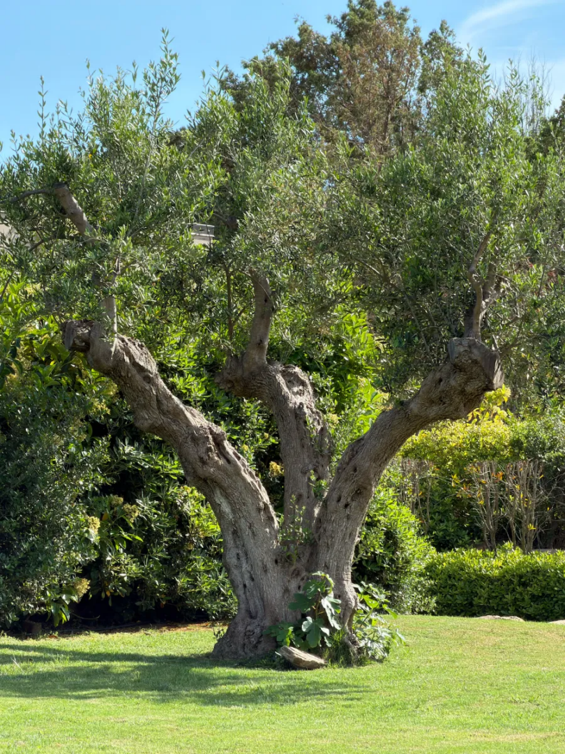Ulivo nei giardini mediterranei del Chia Laguna Nature Resort.
