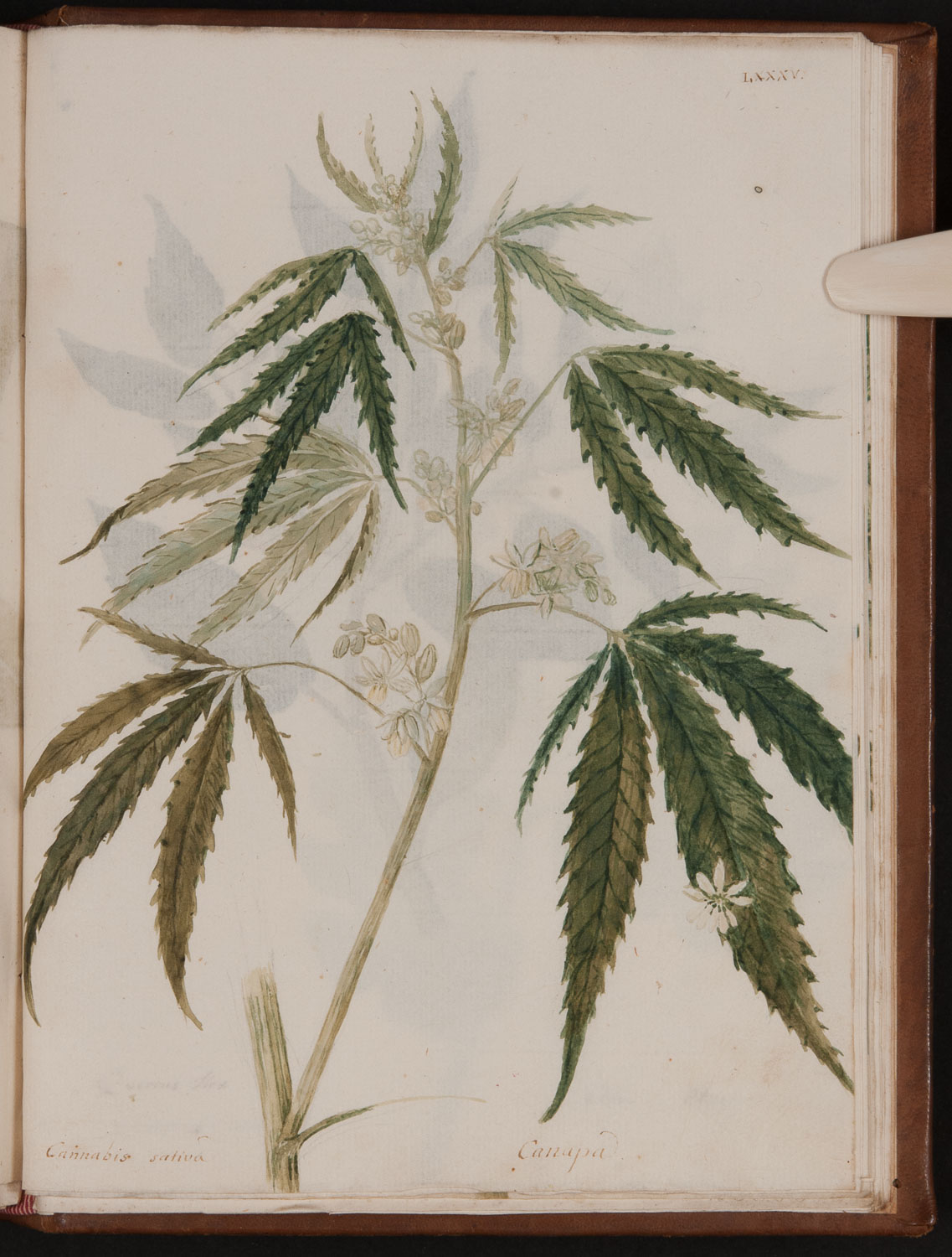 Hemp scutching