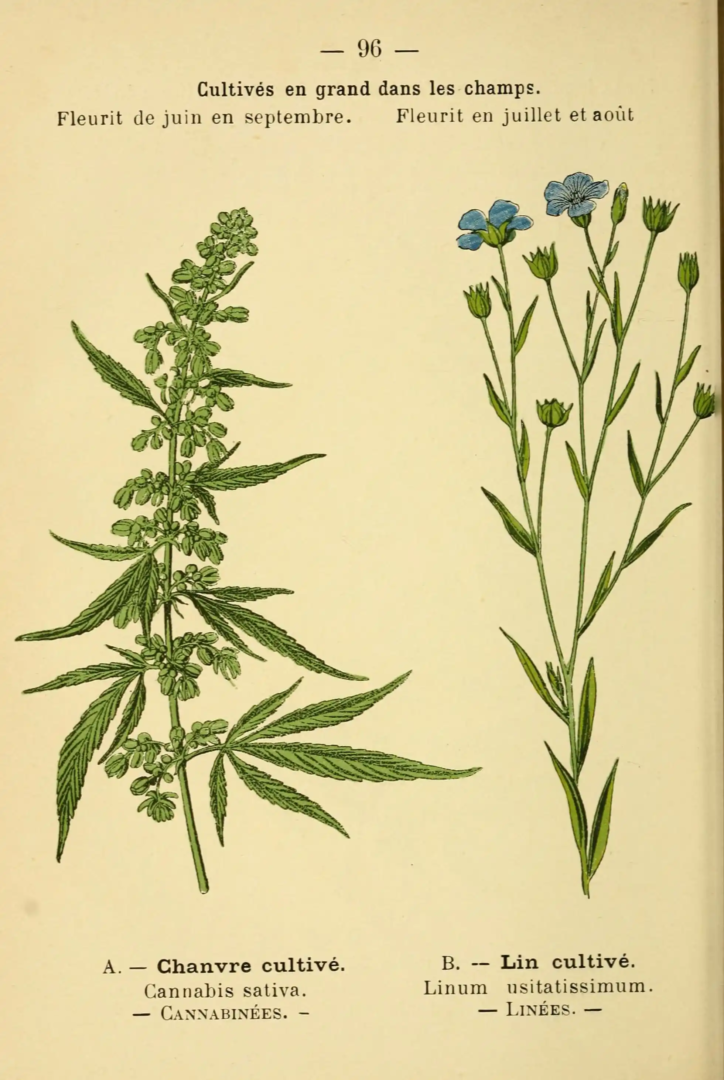 Atlas de poche des plantes des champs, des prairies et des bois, 1894, From The Biodiversity Heritage Library