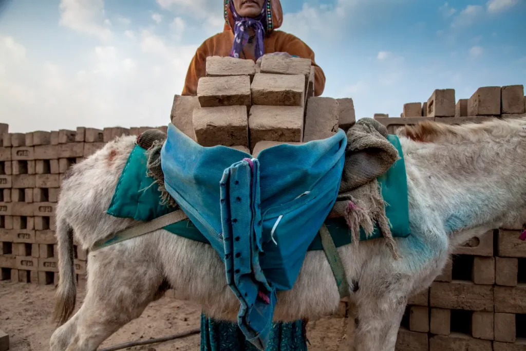 Lampoon, India Saguna, India Saguna, a worker at the M.A Ambabur brick kiln, loads a donkey with unfired bricks. Modern India is built on the backs of donkeys