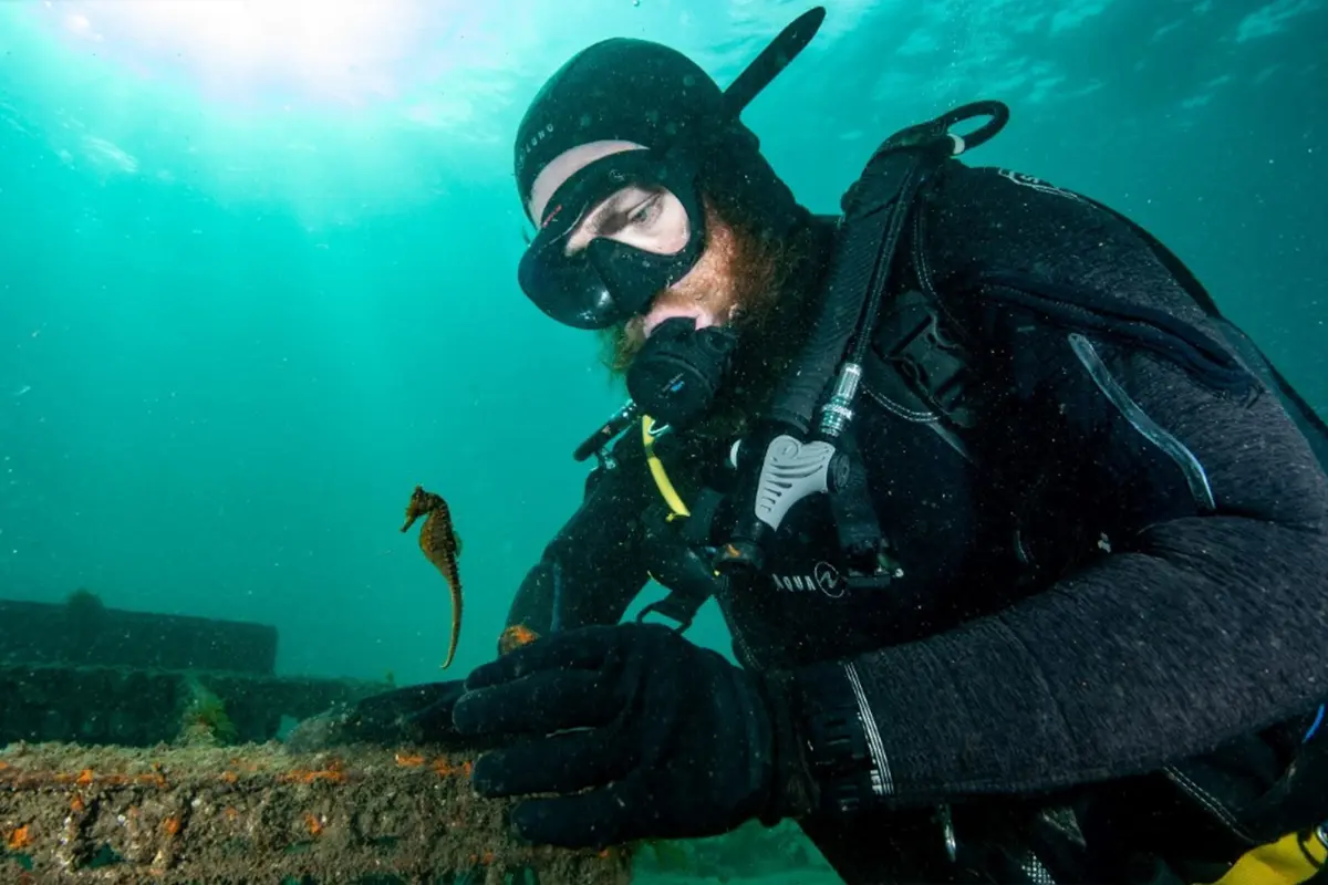 Lampoon, The world's biggest ever release of endangered baby seahorses just went down in Sydney Harbour, Tom Burd