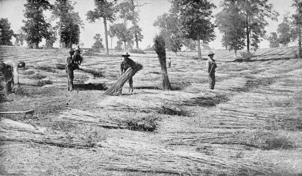 Spreading harvested hemp in Kentucky, 1898