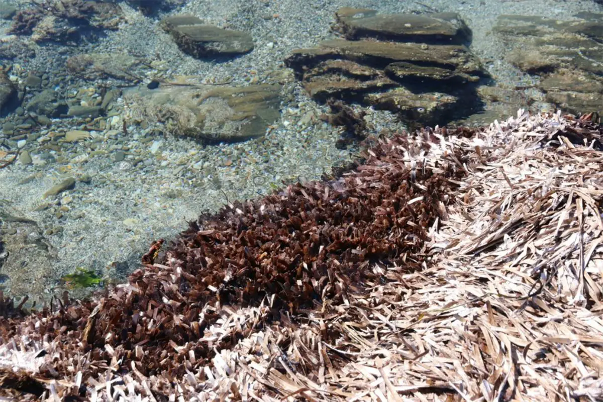 A relatively thin banquette of Posidonia oceanica leaves