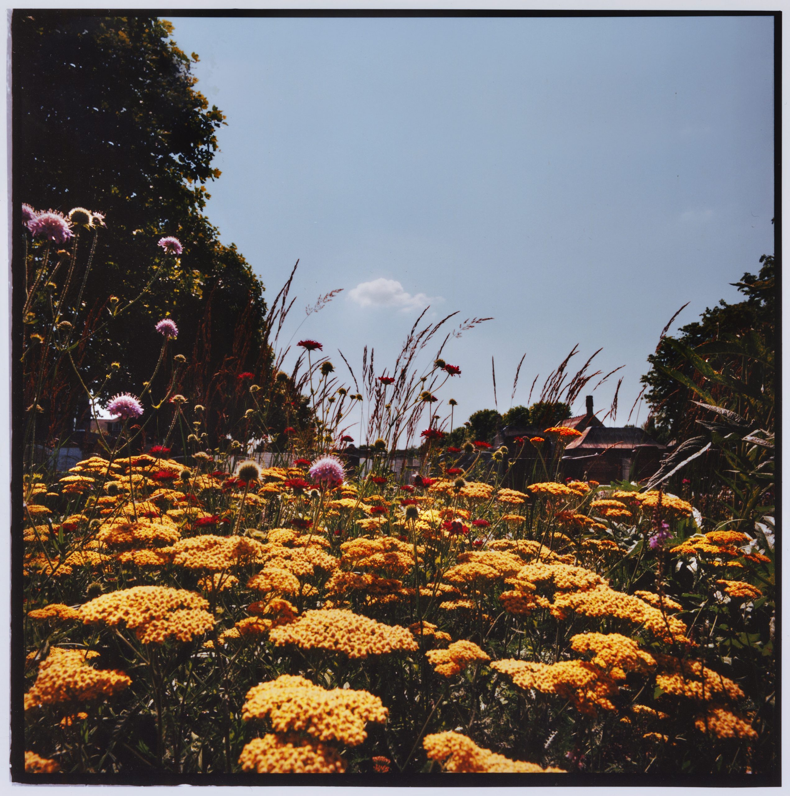 Lampoon, Flowers shot by Benjamin Hampson