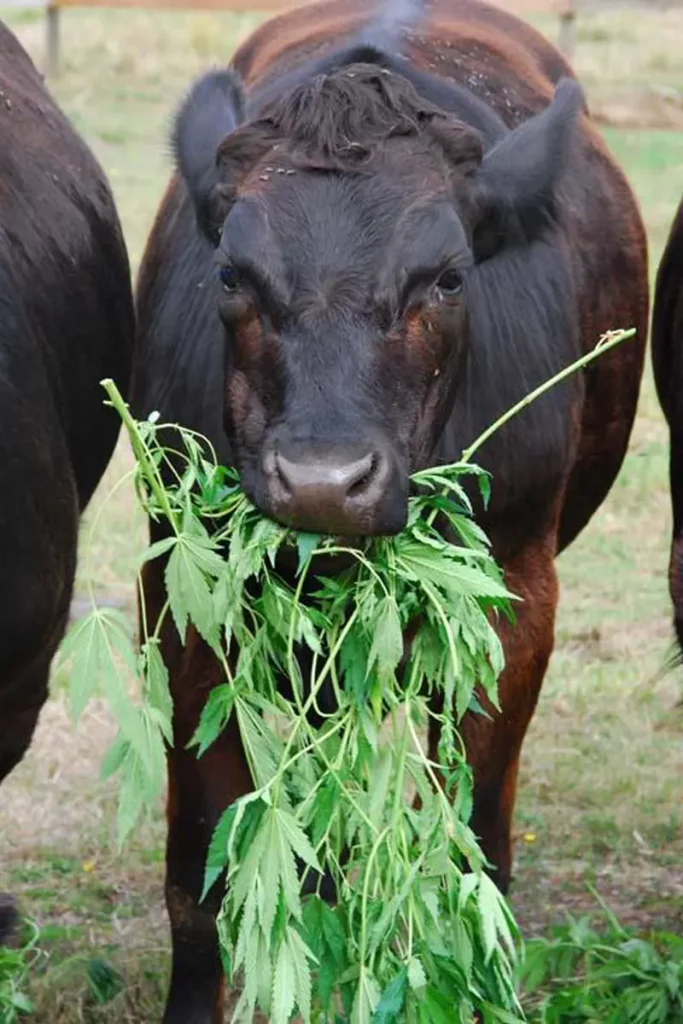 cow eating hemp