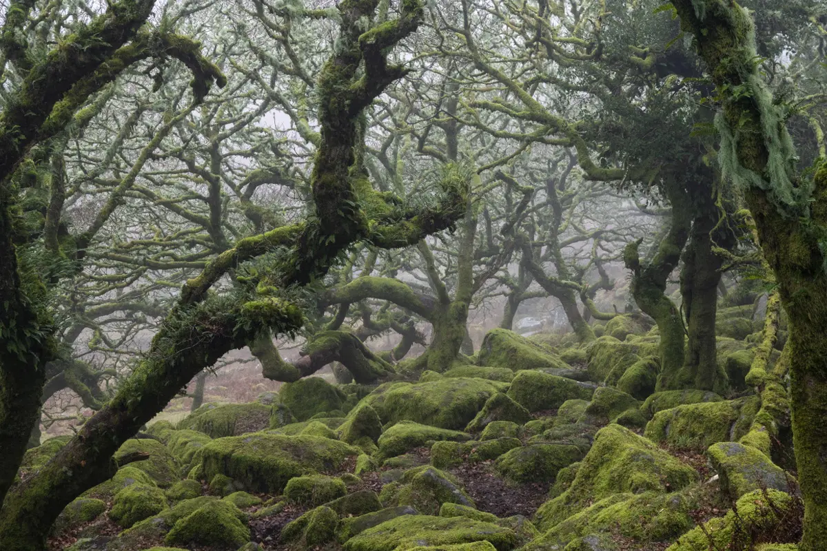 Nick Hannes Dartmoor, Devon, United Kingdom Moss covered trees and rocks in Wistman_s Woods in Dartmoor National Park.