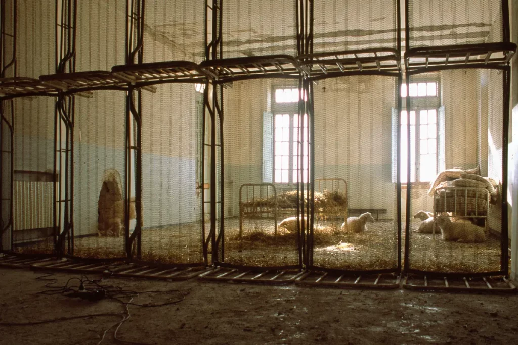 Giorgio Andreotta Calò, SEI, 2007. Installazione ambientale Sei pecore, lettiere, armadietti, specchi, lampada. Veduta dell’installazione, Foto GAC, Courtesy the artist