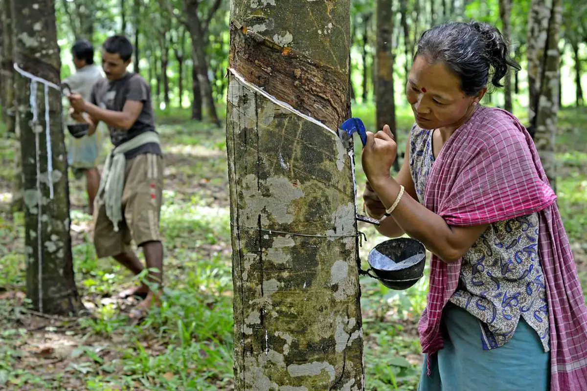 Tripura Hindu, a special natural rubber