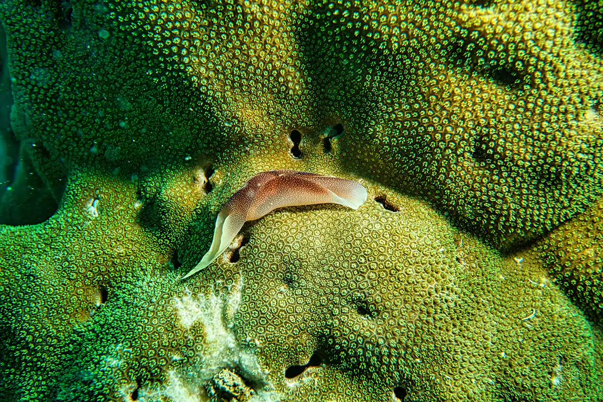 A detail of a coral reef