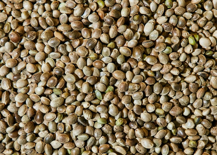Nella città della carta si torna a utilizzare fibra di canapa al naturale