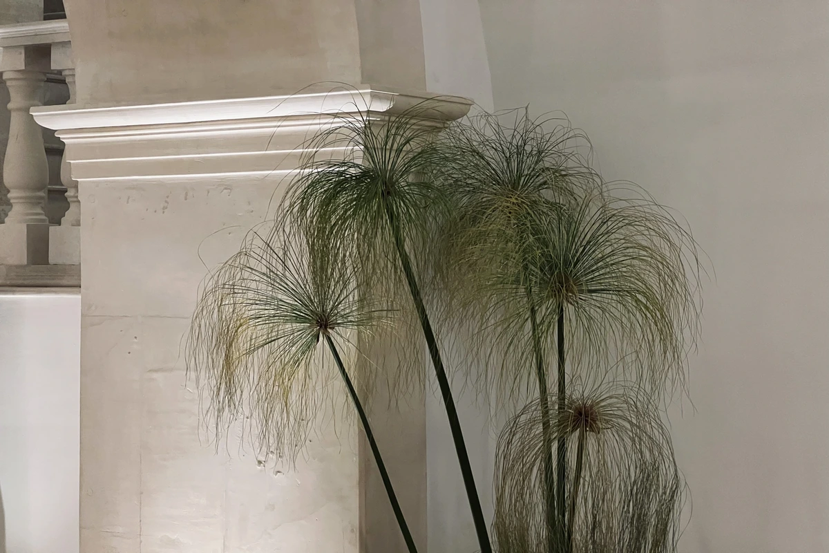 Palazzo Artemide, Ortigia, pianta di Papiro