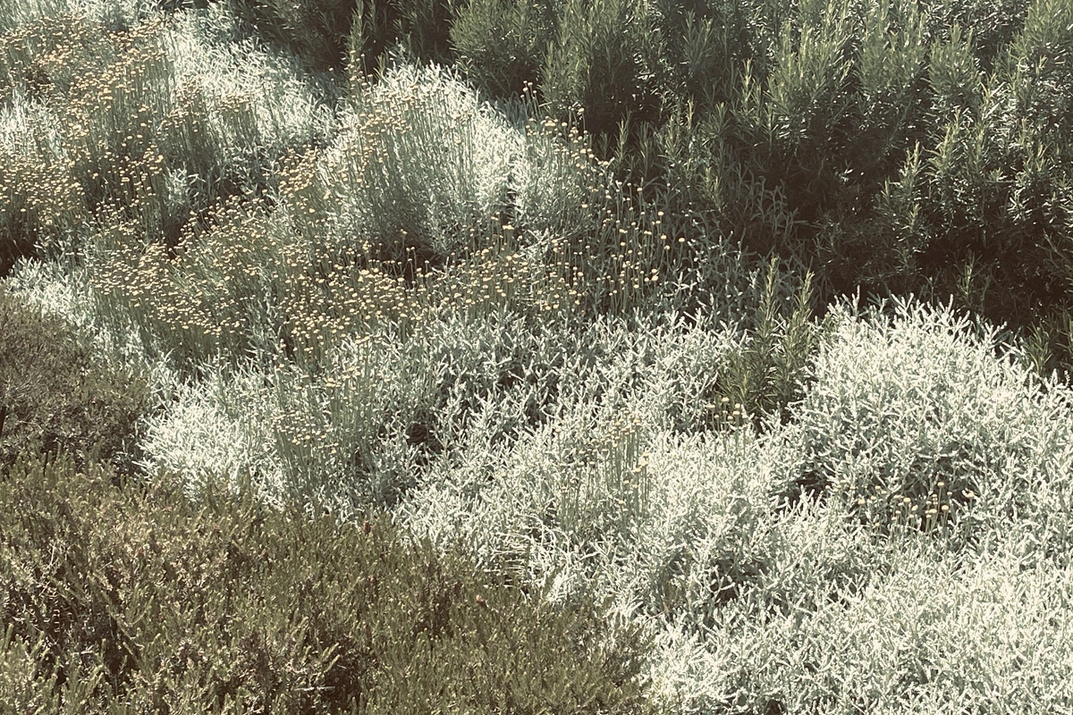 la Raia, il giardino aromatico, elicriso