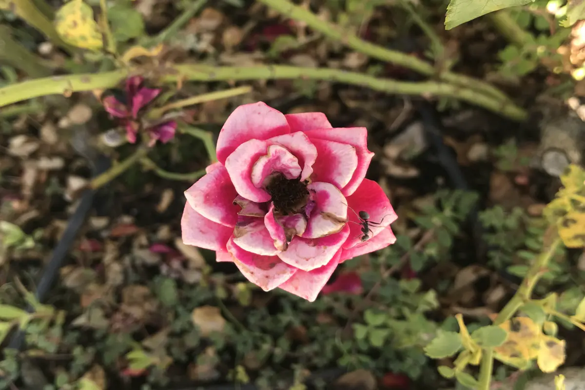 Una rosa e una formica - definzione di Borghese