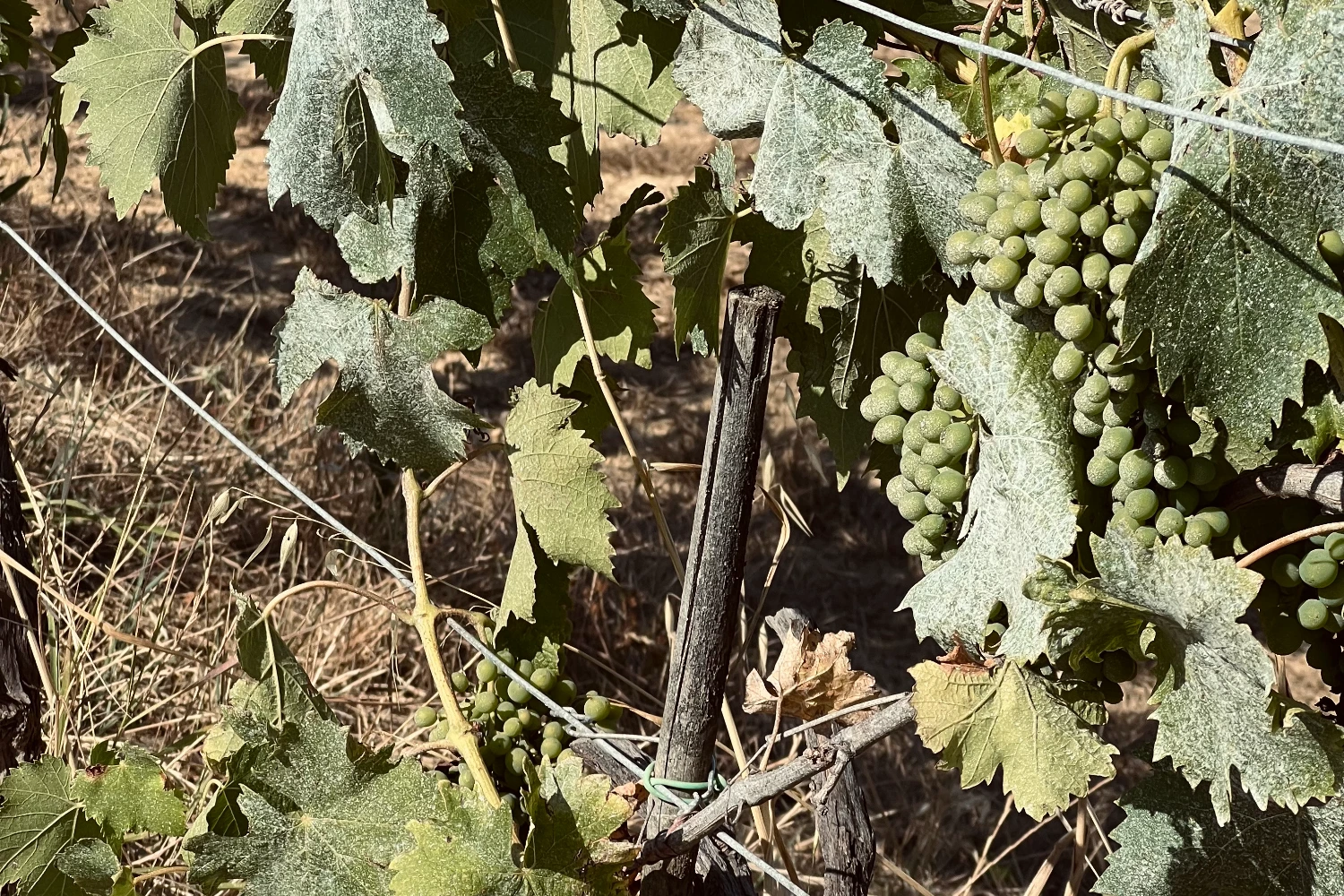 Viti della Tenuta di Castelfalfi