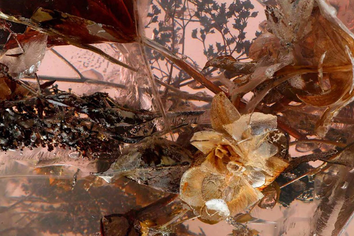 MARCIN RUSAK ‘FLOWERING TRANSITION’