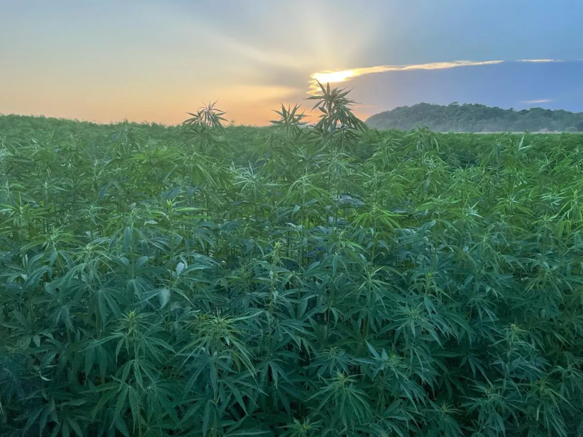 Building a greener future Innovative construction materials made from industrial hemp, available right in Ukraine. © Ukrainian Hemp®