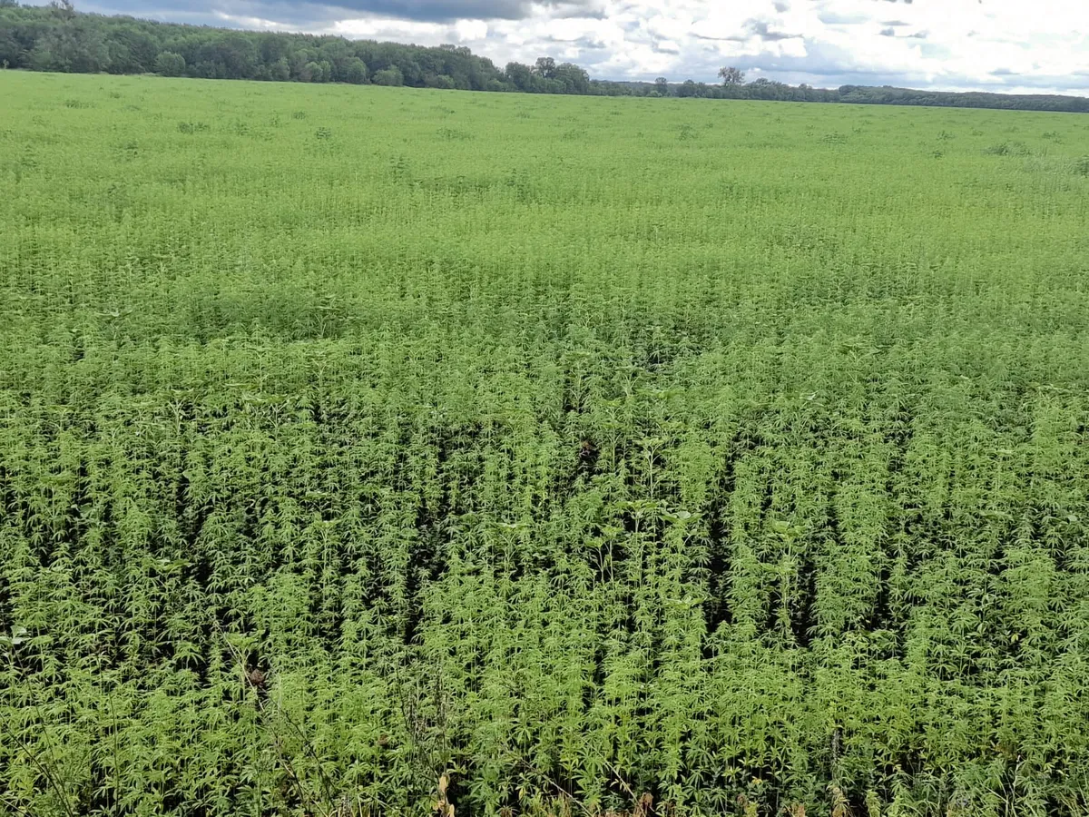 Empowering farmers Diversifying income through industrial hemp farming in a changing agricultural landscape. © Ukrainian Hemp®