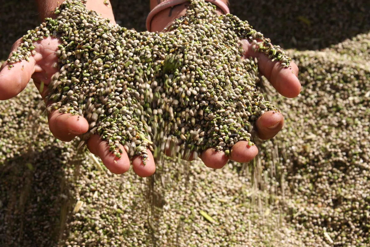 Harnessing nature’s strengths The pest-resistant properties of hemp lead to sustainable farming practices. © Ukrainian Hemp®