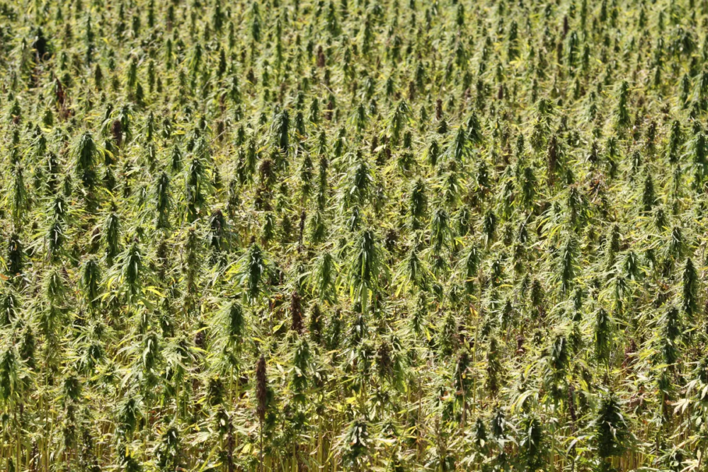 From textiles to construction The endless possibilities of industrial hemp highlighted by Michael Marchuk. © Ukrainian Hemp®