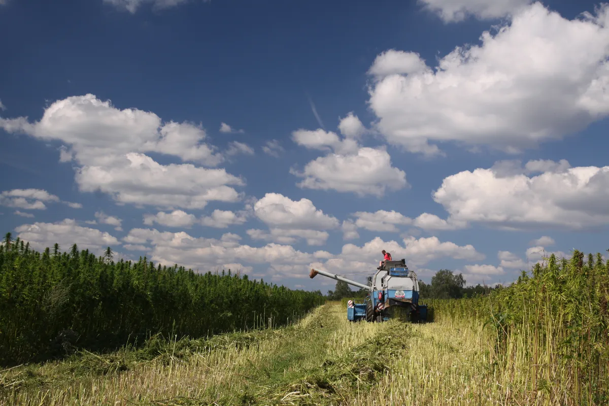 The future of hemp A sustainable solution for Ukraine_s recovery and growth in various sectors. © Ukrainian Hemp®