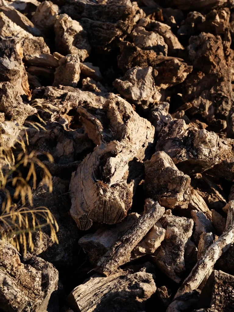 JORGE PENADÉS, UPROOTED, Olive Firewood– ph. Max Creasy
