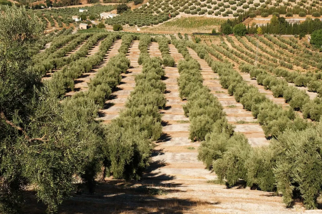 JORGE PENADÉS, UPROOTED, Olive landscape, ph. Max Creasy