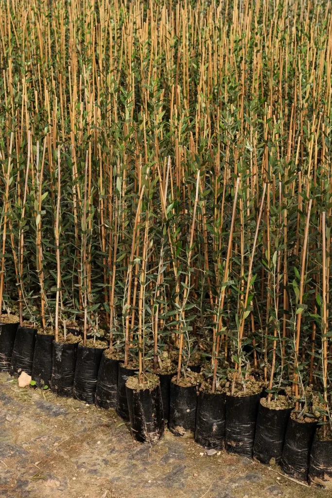 JORGE PENADÉS, UPROOTED, Olive nursery, ph. Max Creasy