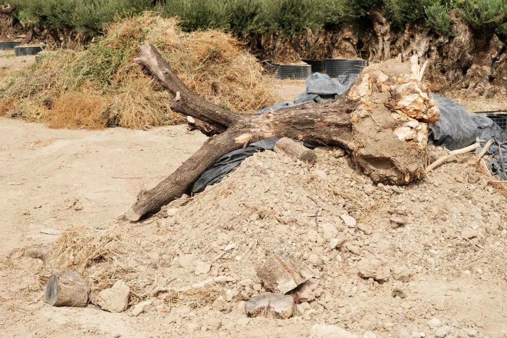 JORGE PENADÉS, UPROOTED, Olive tree, ph. Max Creasy