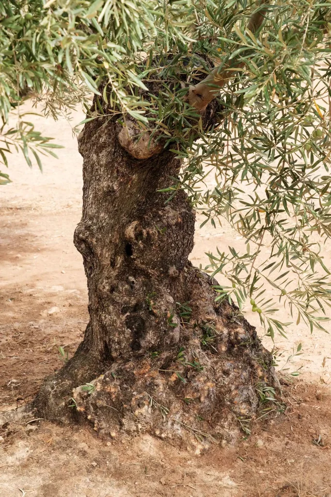 JORGE PENADÉS, UPROOTED, Olive tree, ph. Max Creasy