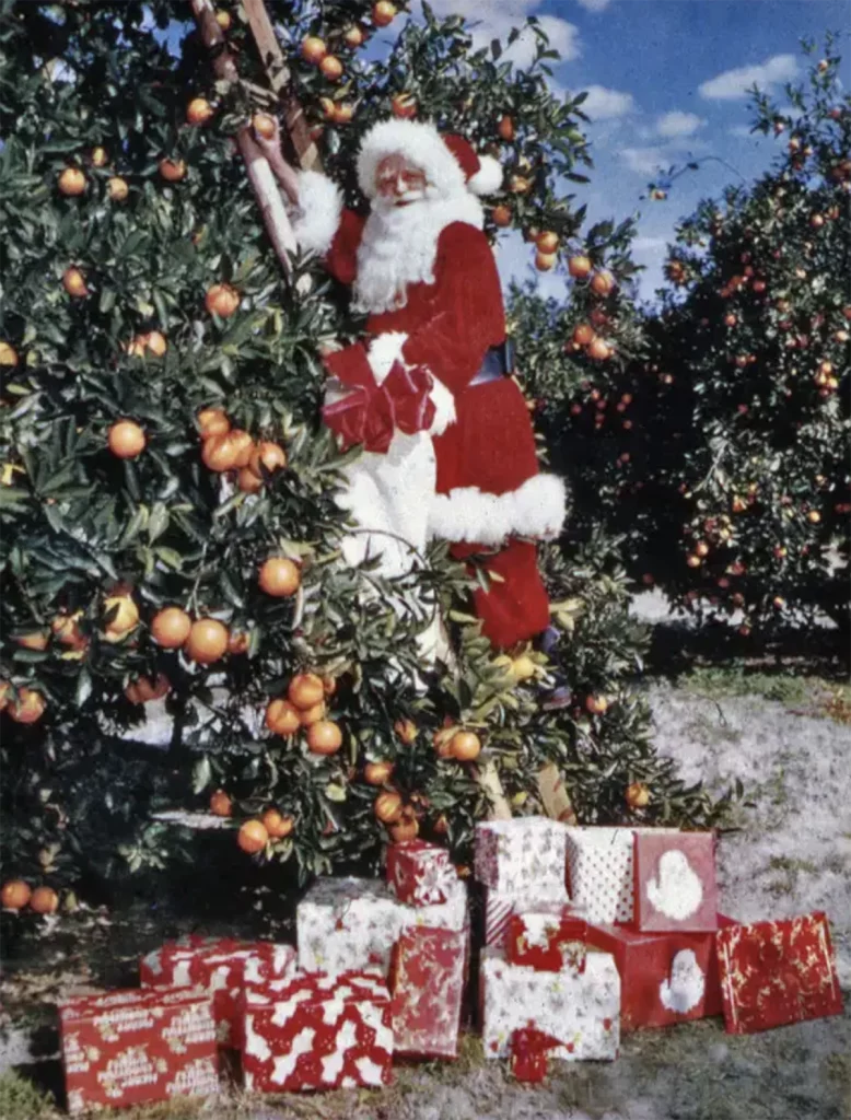 Santa Claus picking oranges in Sarasota, 1965