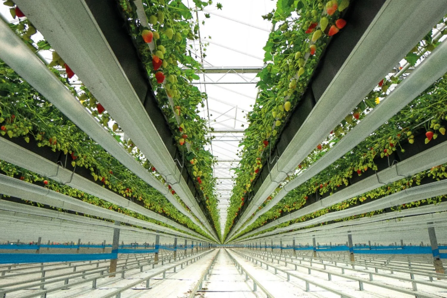 Dyson Farming agricoltura sostenibile