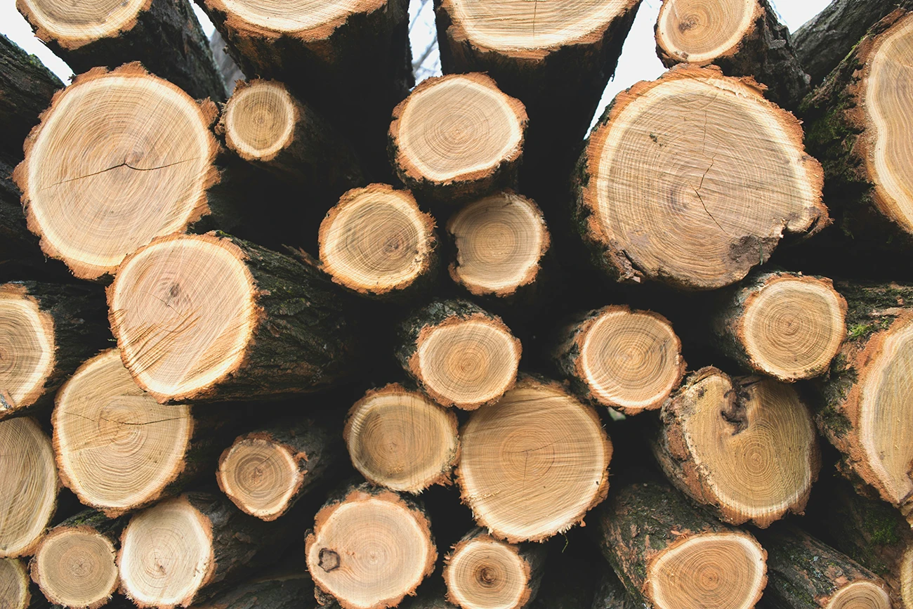 from raw to building, it is quicker and safer to build with wood. Photo credit Aleksandar Radovanovic