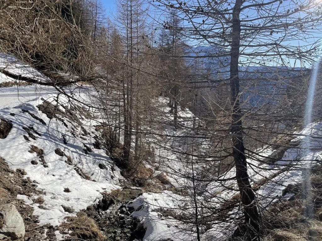 Il bosco a gennaio, gli alberi spogli di neve
