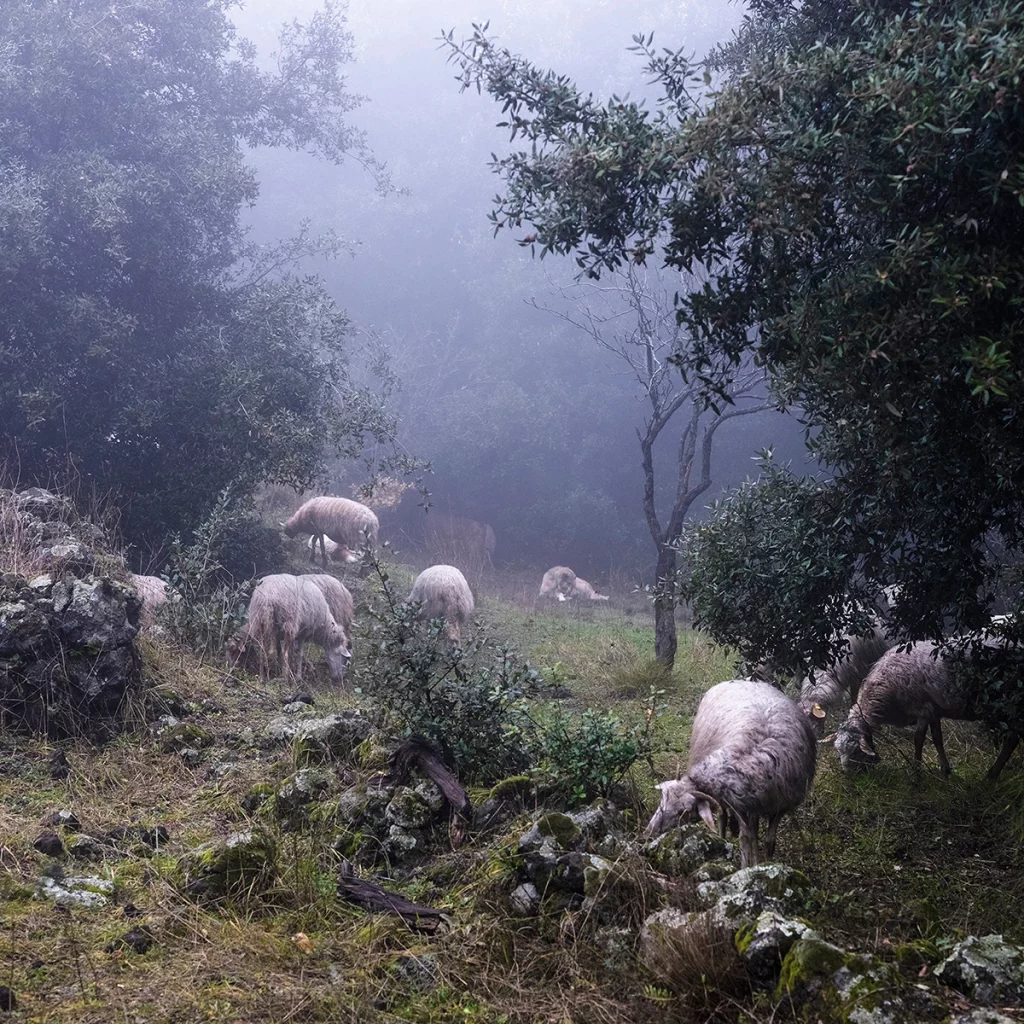 Emanuele Occhipinti, A Muntagna
