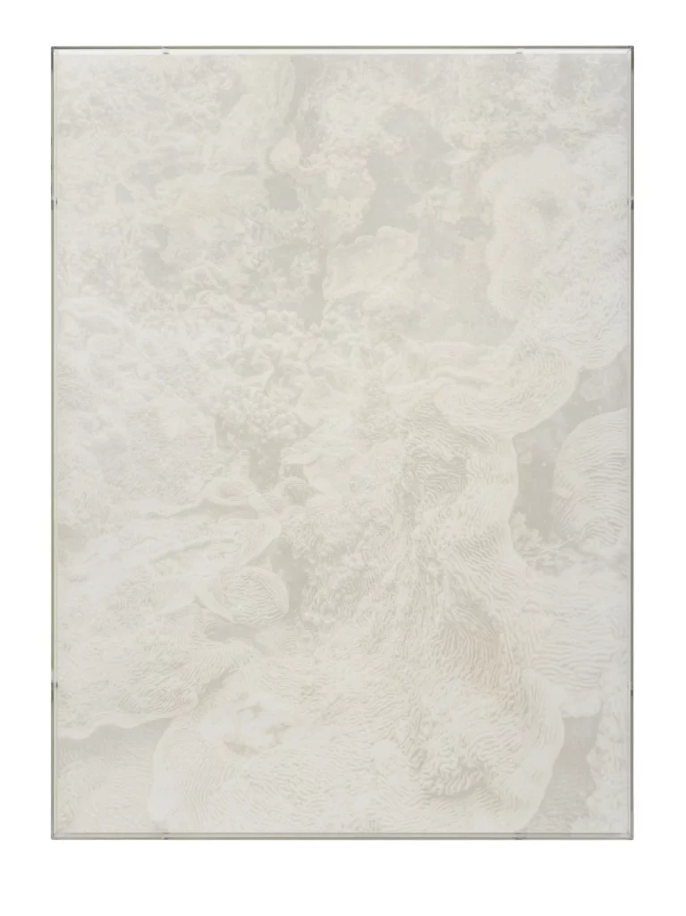 Julian Charrière, Veils, Pachyseris Speciosa, 2025