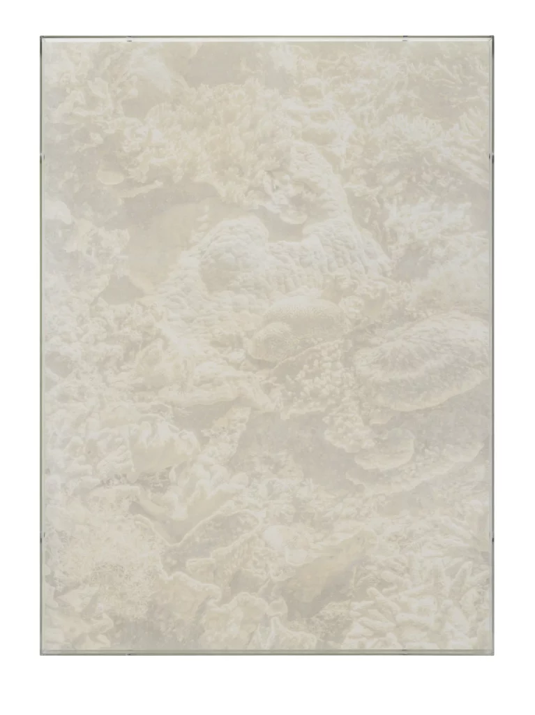 Julian Charrière, Veils, Porites Lobata, 2025_1