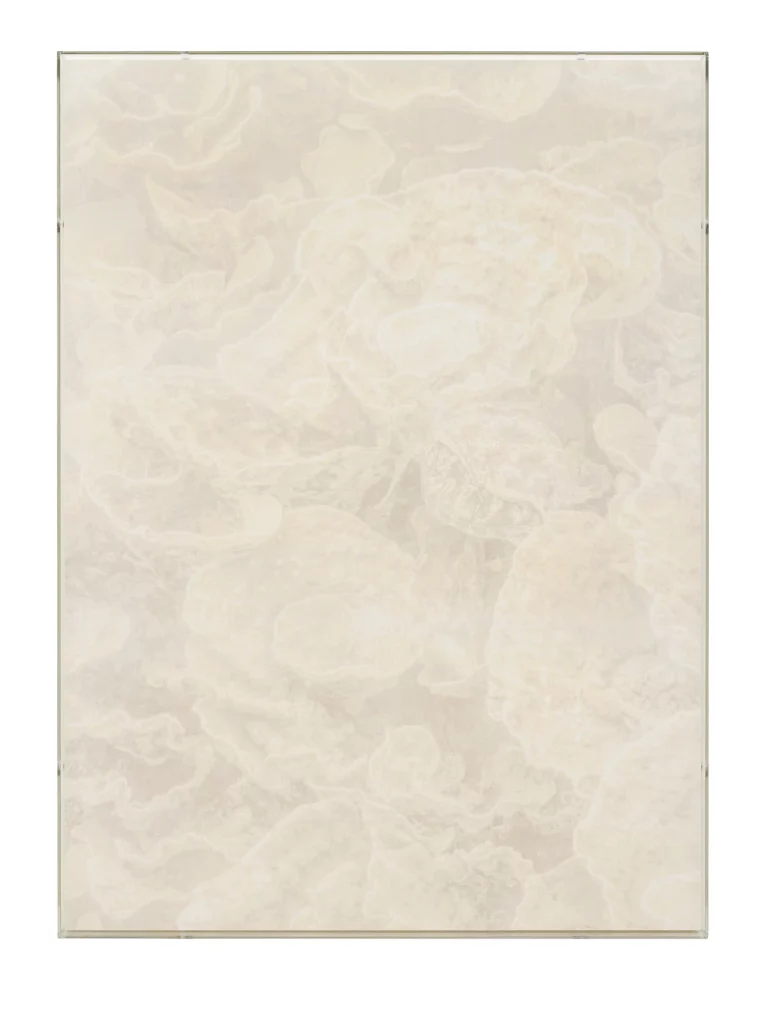 Julian Charrière, Veils, Turbinaria Reniformis, 2025