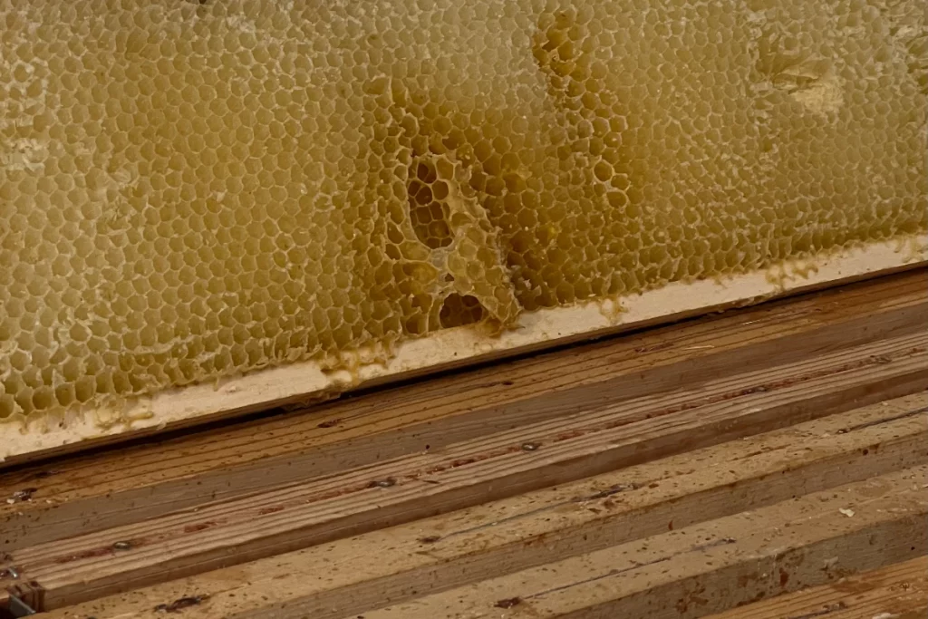 Outside the orchards, five beehives and two insect hotels support pollinators critical to alpine meadows