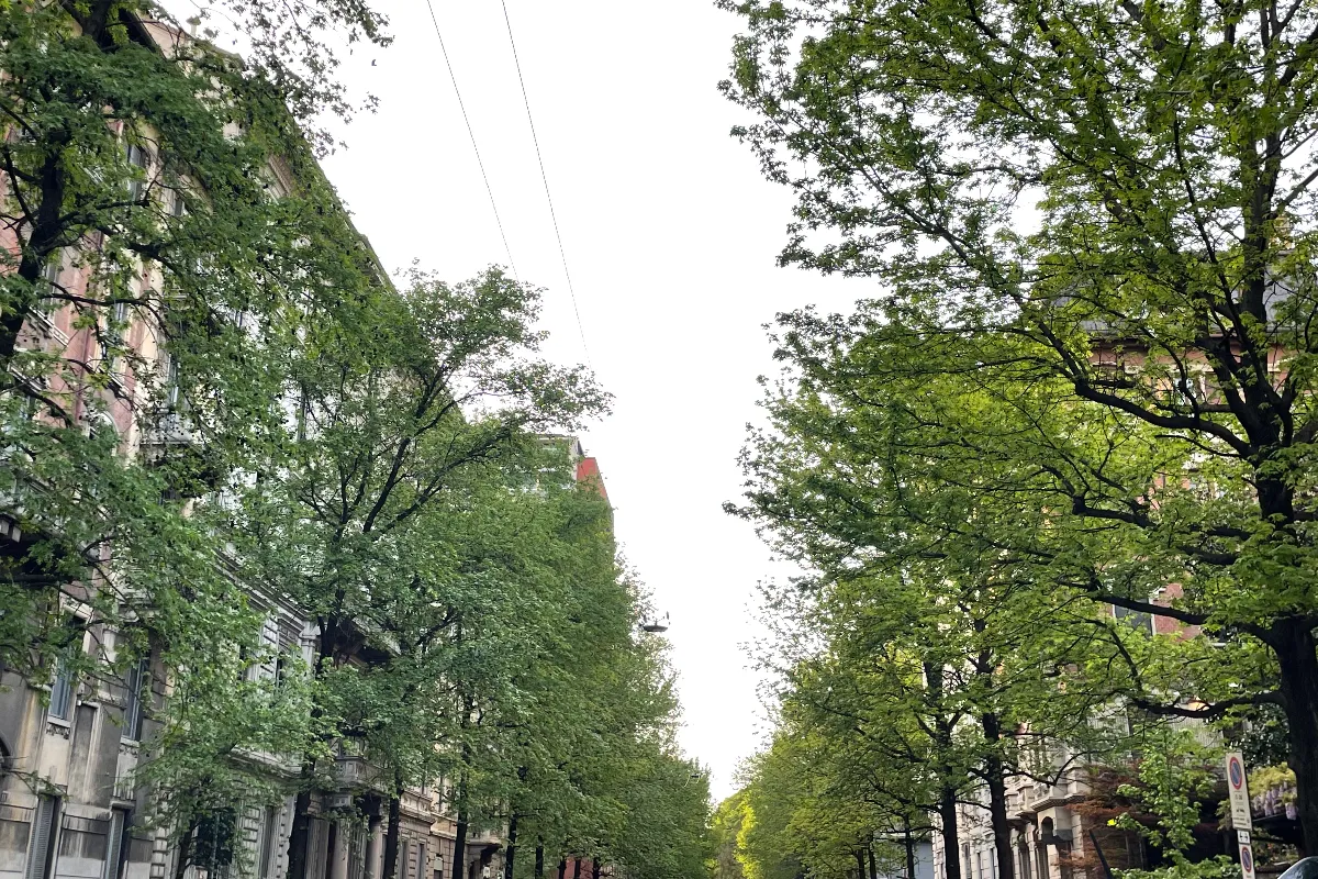 Gli alberi di Milano, via Alberto da Giussano