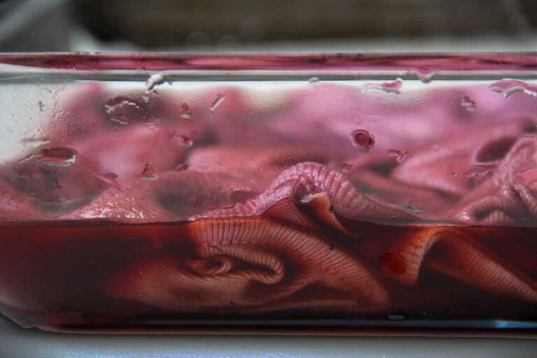 Lampoon Magazine Phillacolor