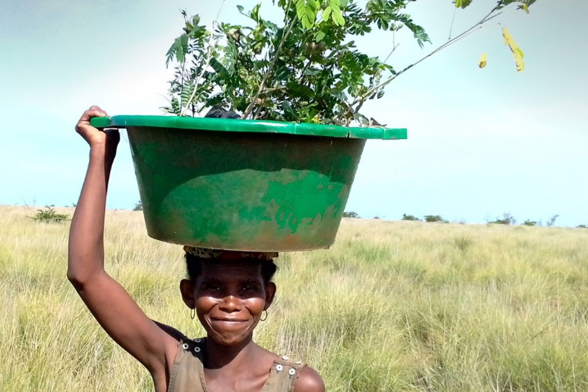 Lampoon, Increasing Lemur Habitat Connectivity in Ankarafantsika National Park