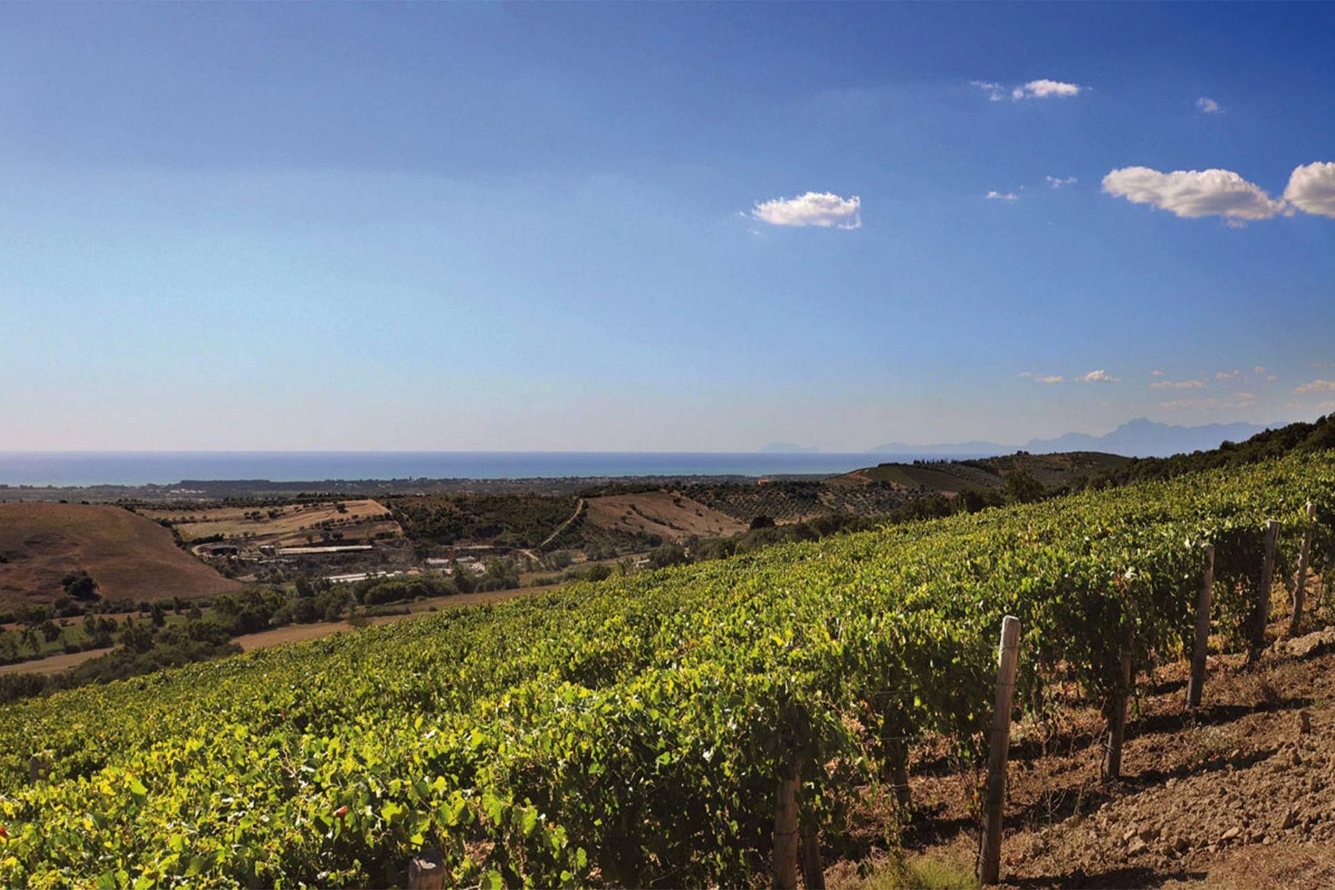 Le-vigne-San-Salvatore Lampoon
