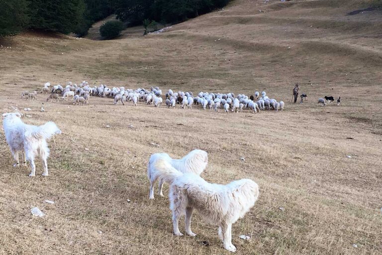 Allevamento di pecore in Umbria|Apennine Mountain Wool è un progetto per la valorizzazione della lana delle pecore allevate in Umbria|