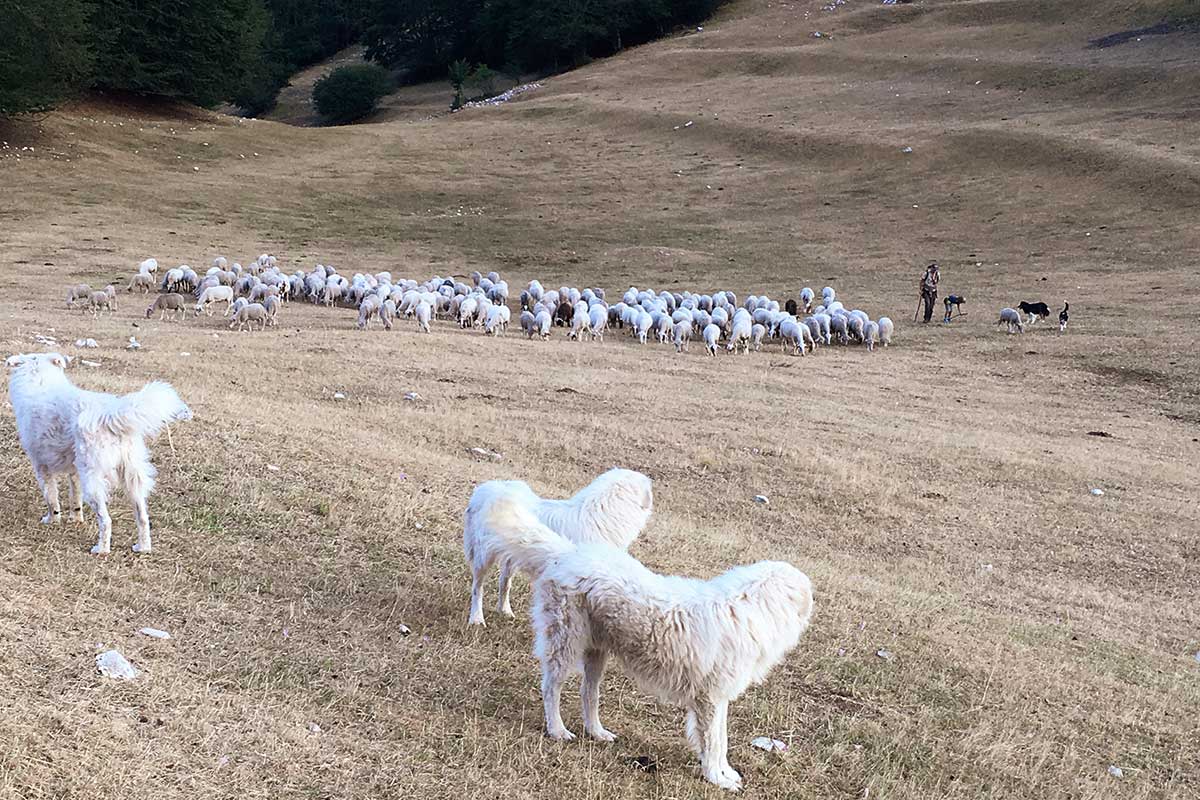 Allevamento di pecore in Umbria|Apennine Mountain Wool è un progetto per la valorizzazione della lana delle pecore allevate in Umbria|